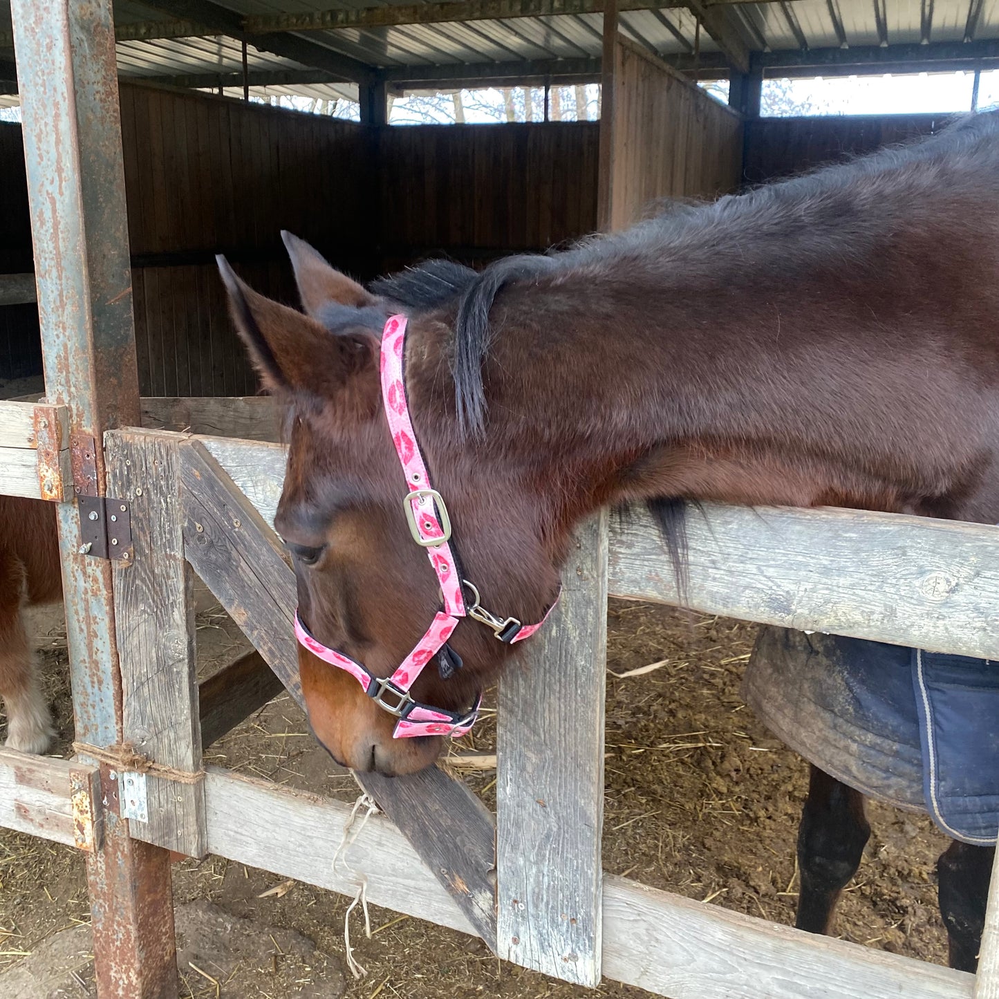 Cavezza rosa glitter con baci 💋