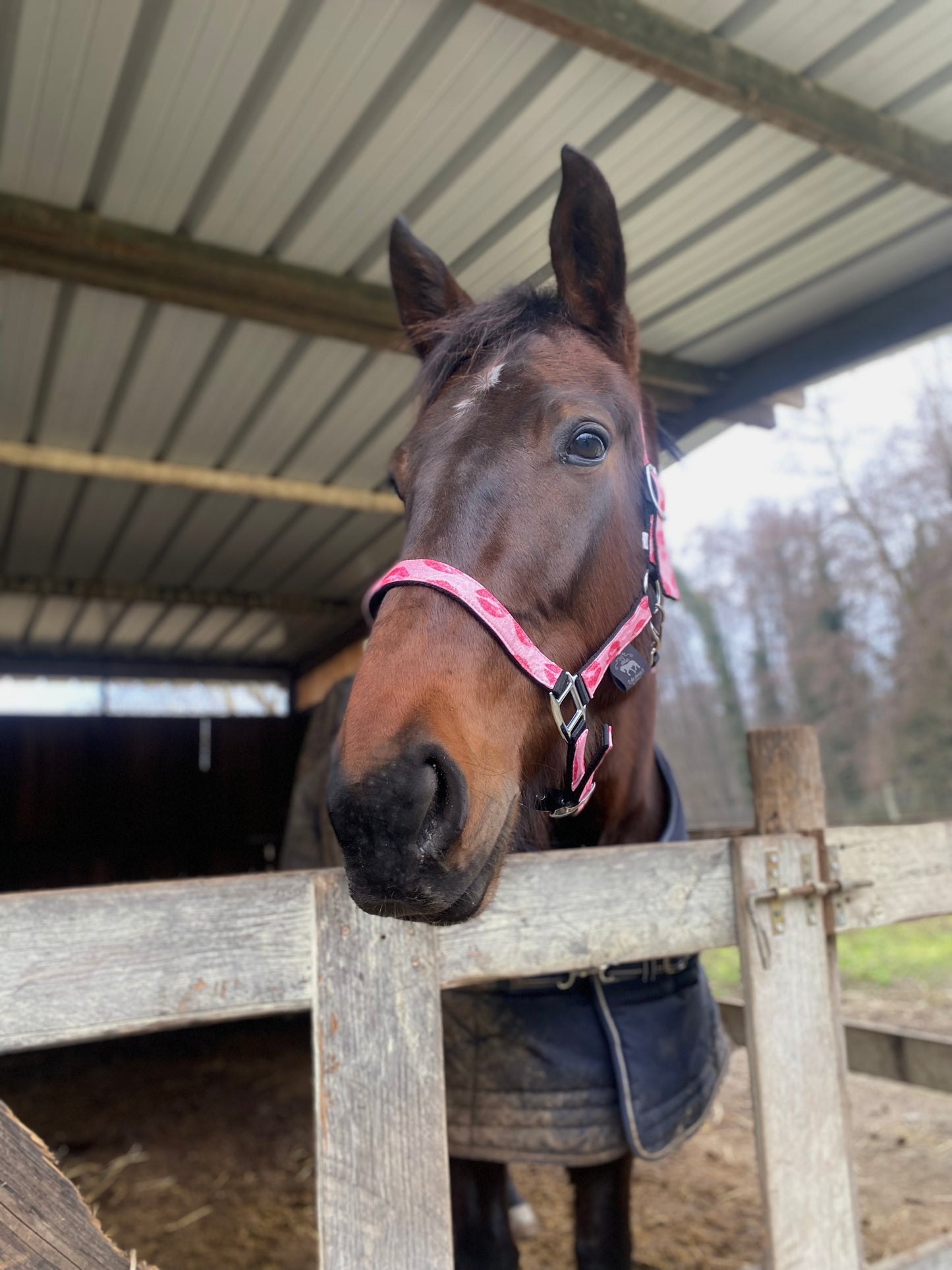 Cavezza rosa glitter con baci 💋