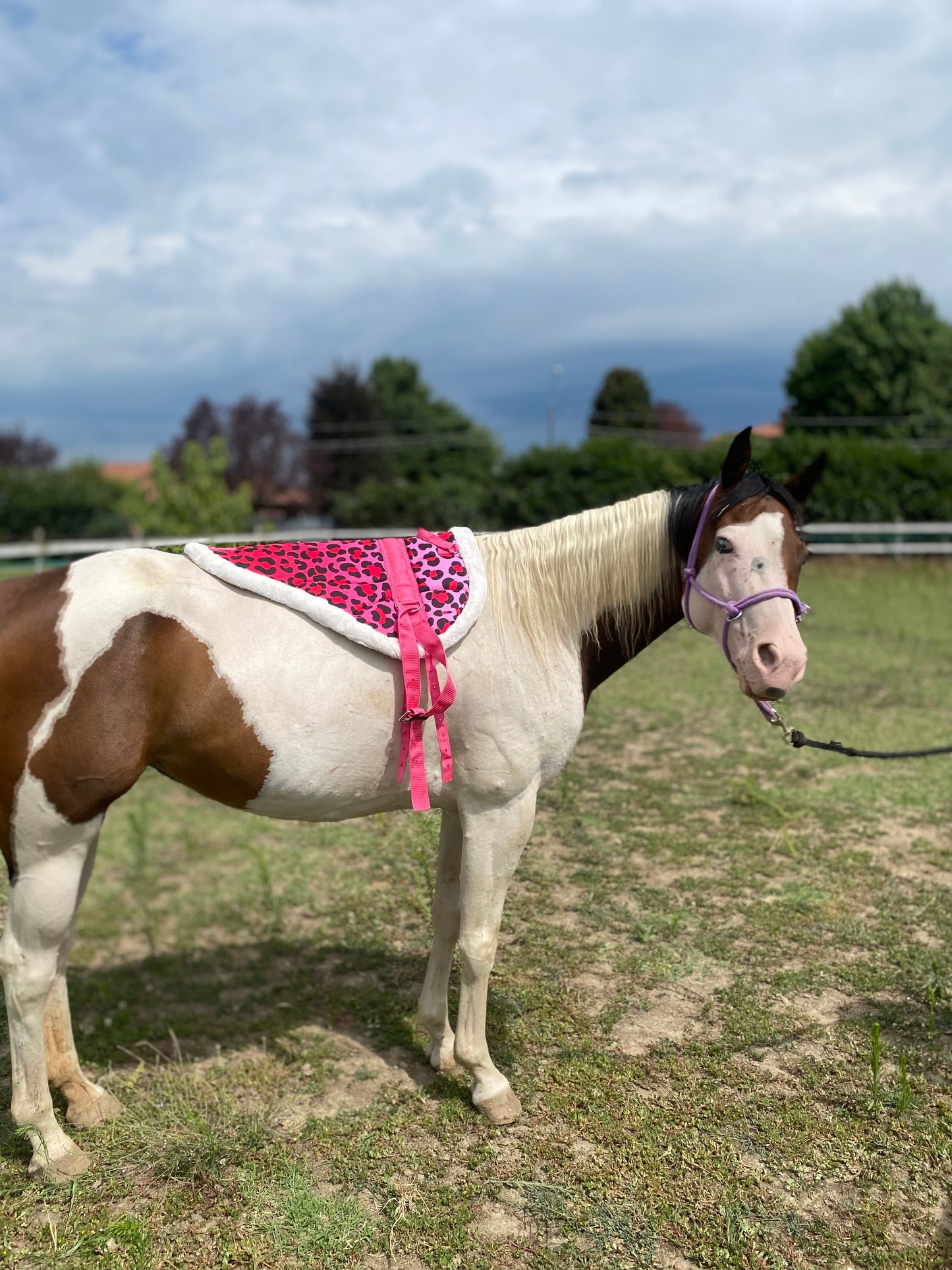 Bareback 🎀