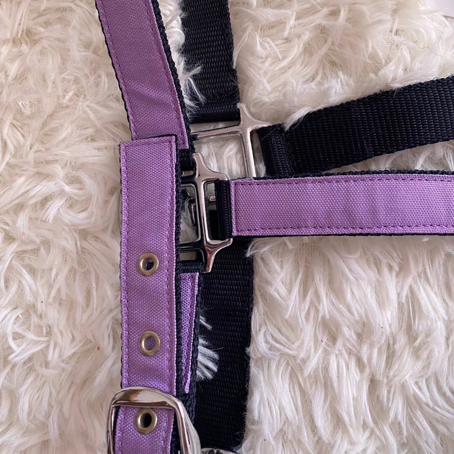 Cavezza Lila Star 🦄