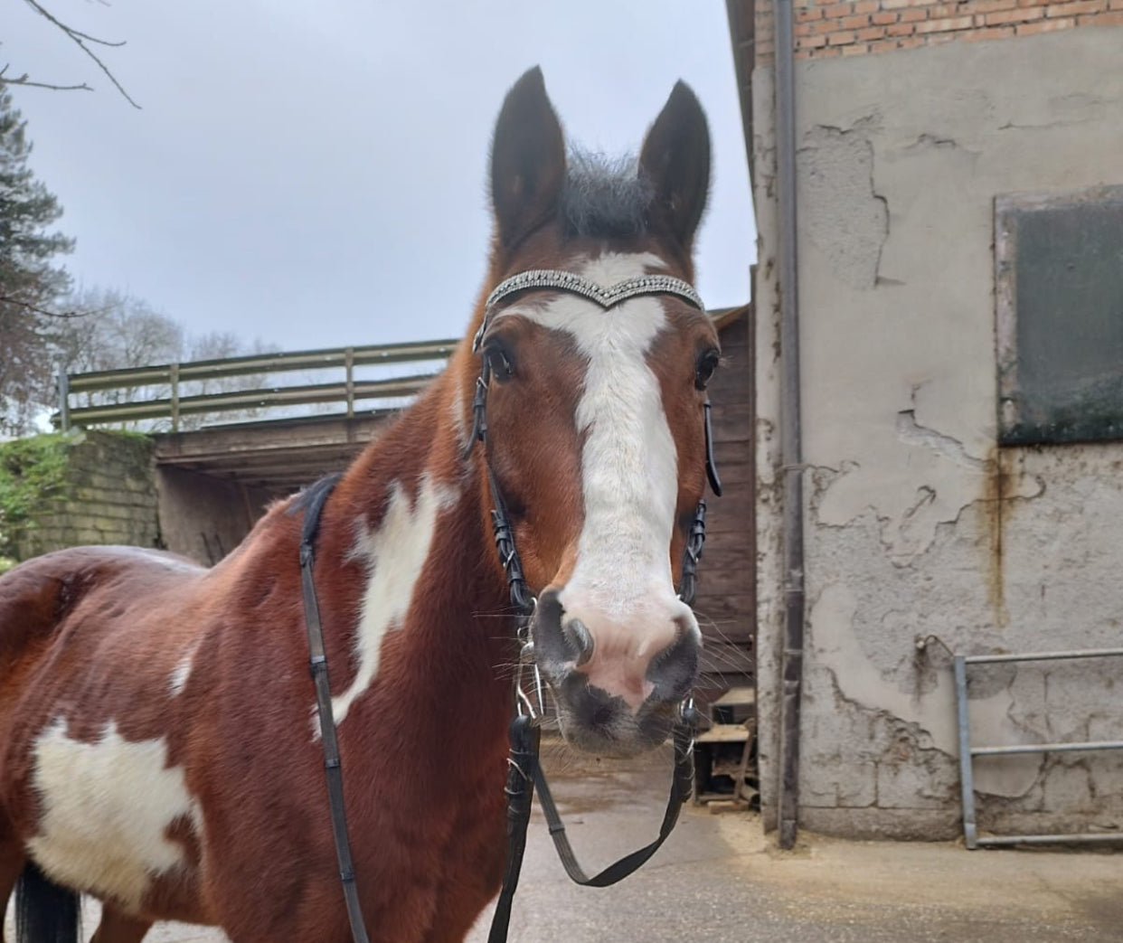 Frontalino Silver Elegance