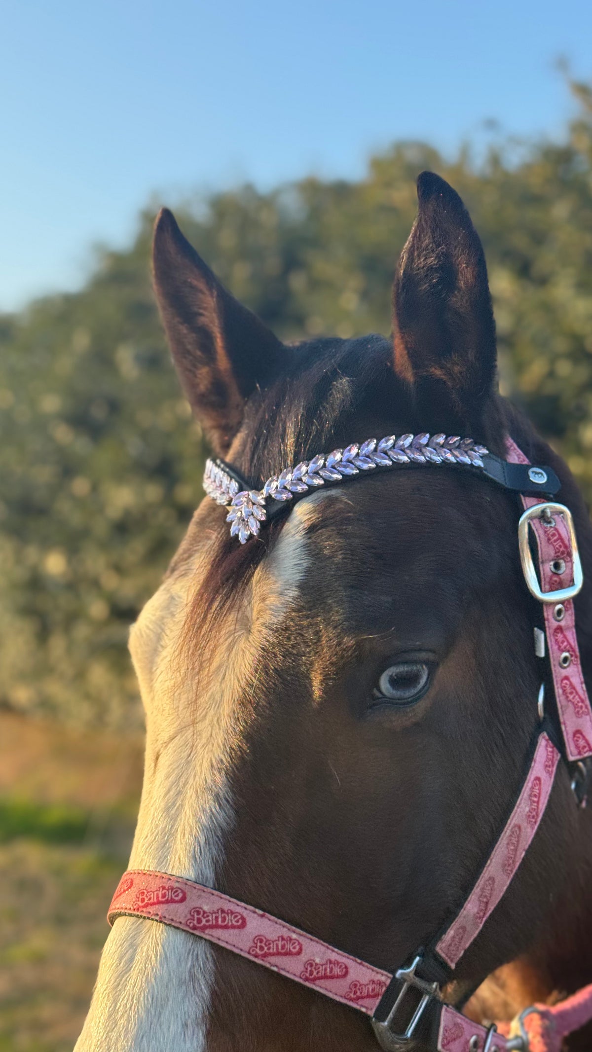 Browband Royal Violet