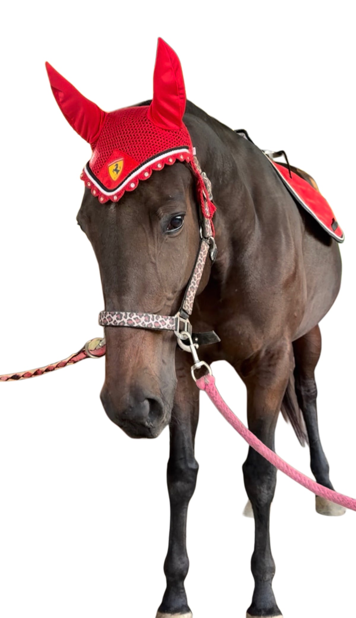 Saddlepad showjumping and bonnet red glitter