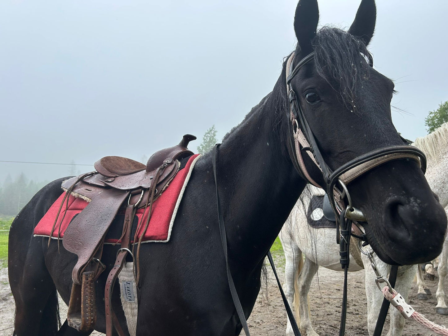 Sottosella Glam Western rosso glitter