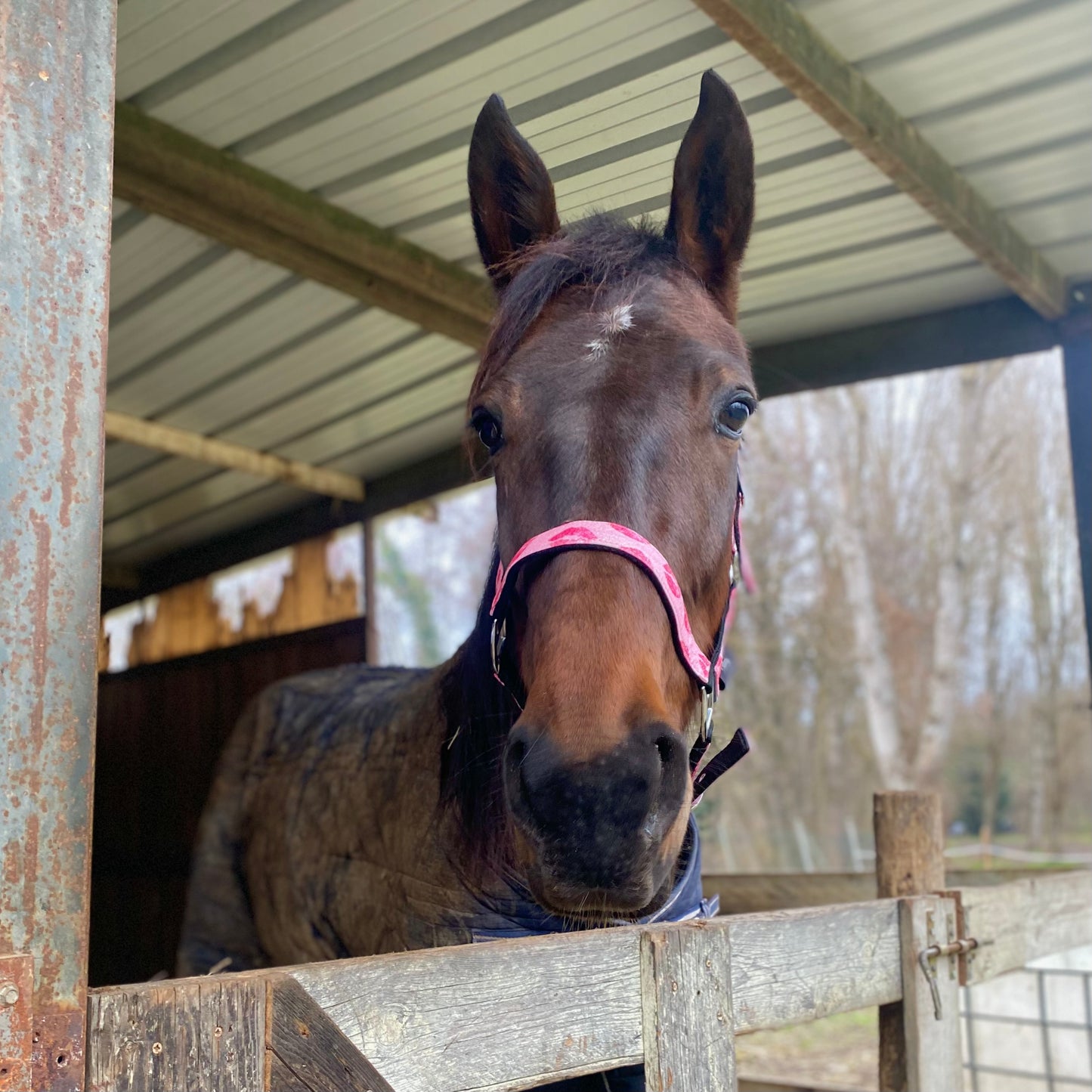 Cavezza rosa glitter con baci 💋