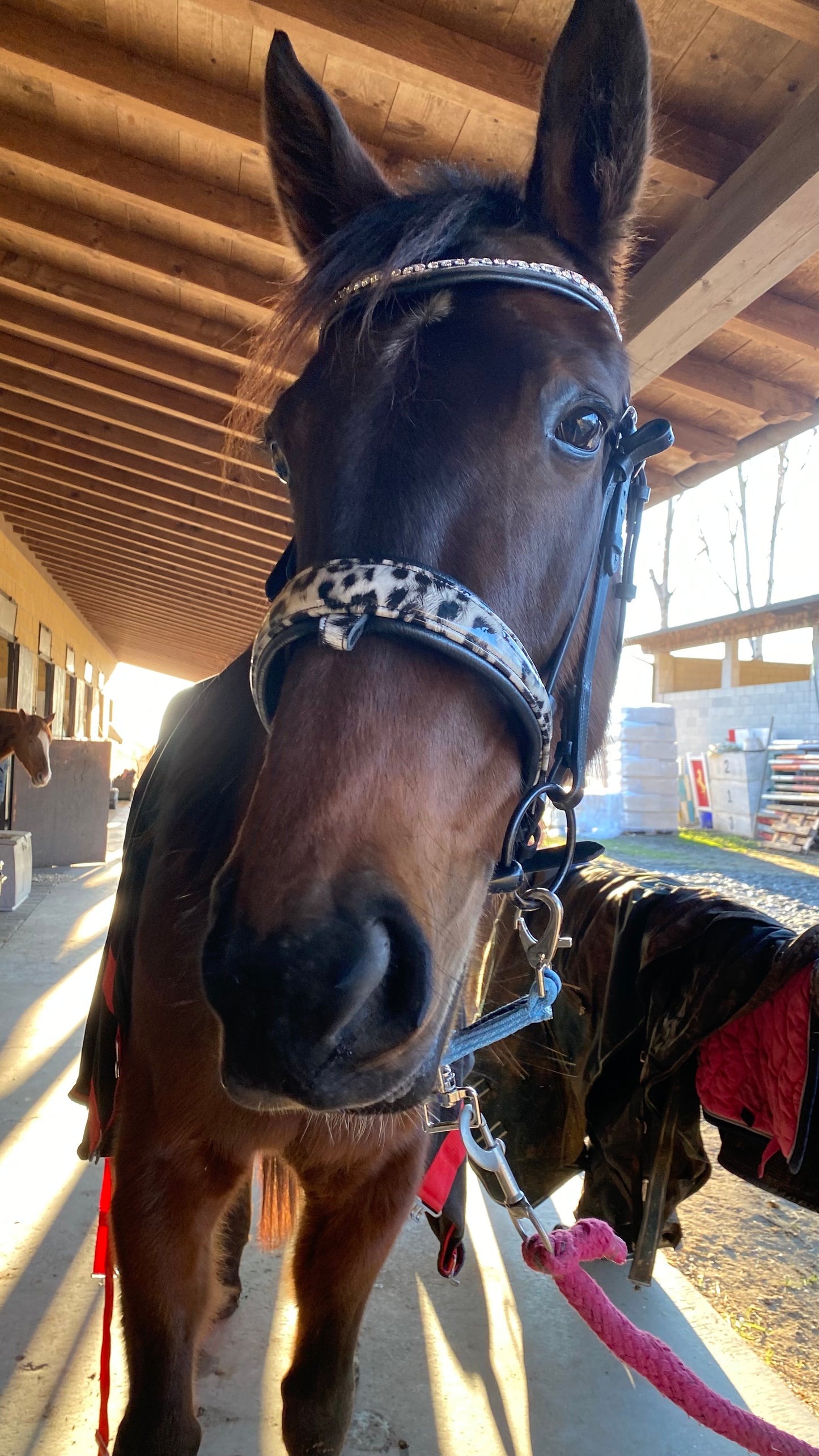 Tête de lit Leopard Lux 🖤