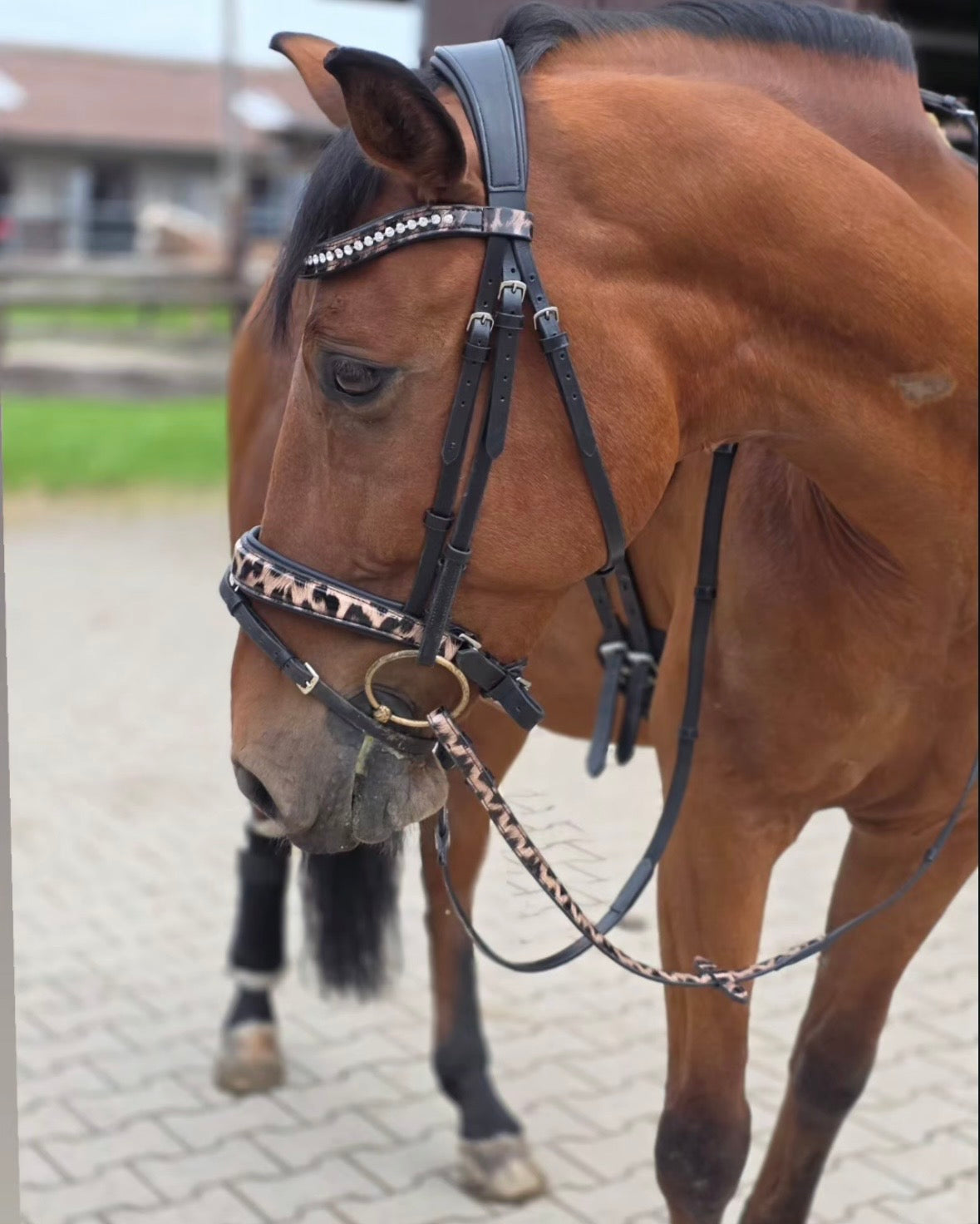 Bridle with reins leopard brown