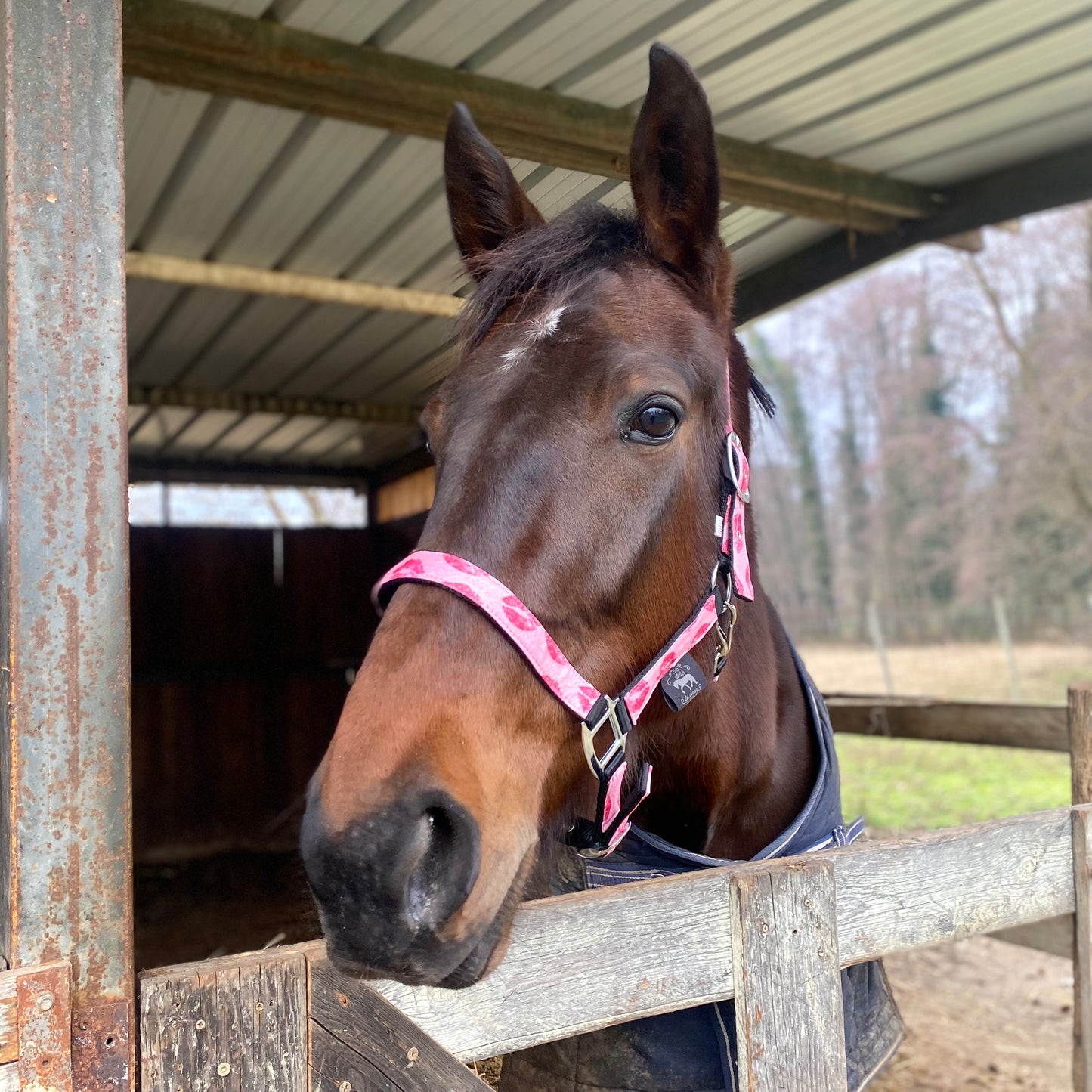 Cavezza rosa glitter con baci 💋