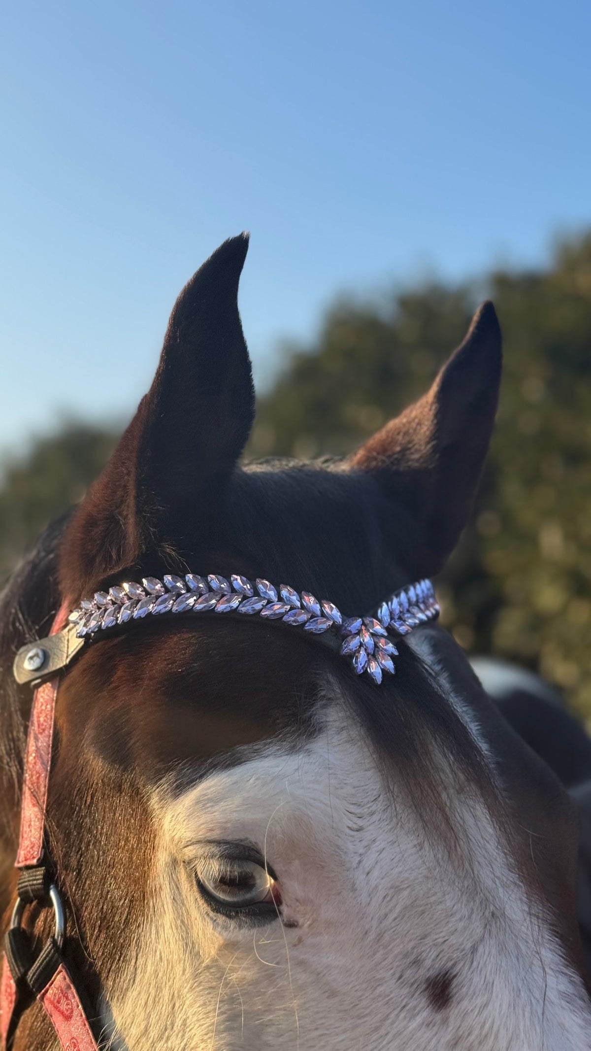 Browband Royal Violet