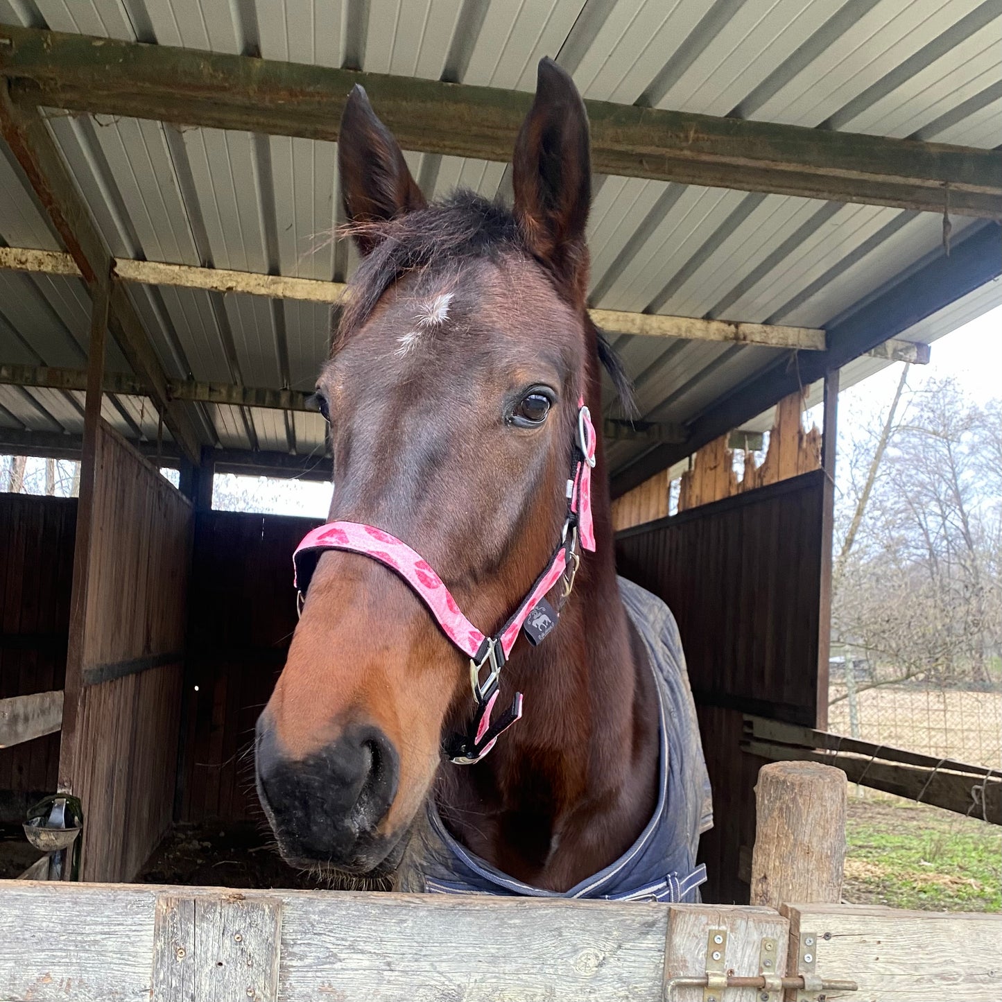 Cavezza rosa glitter con baci 💋