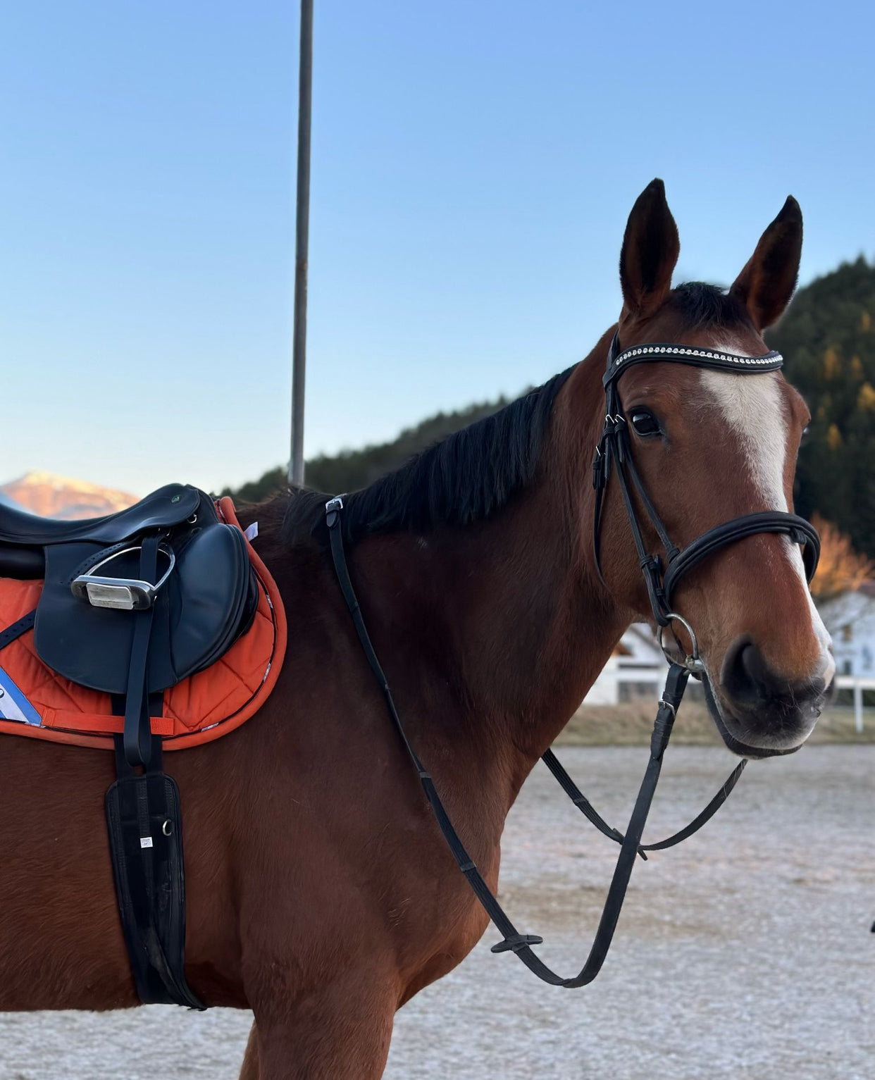 Sparkle Black Bridle with Reins