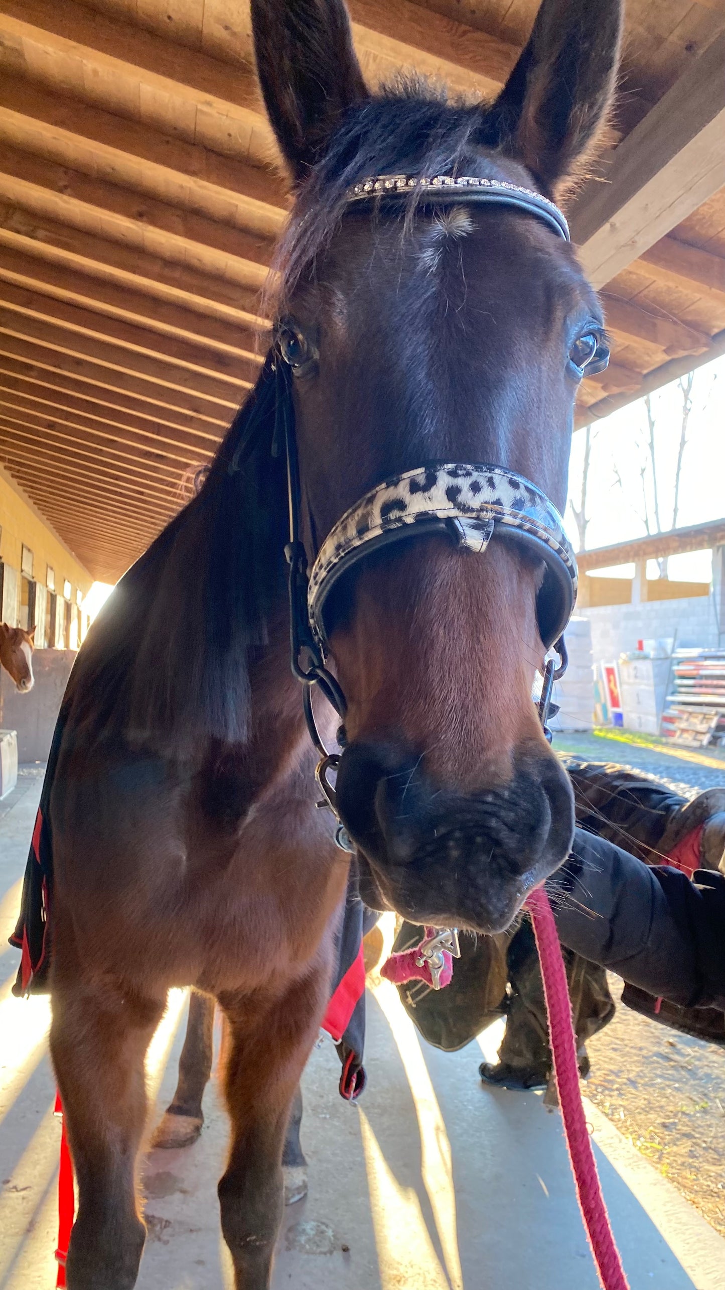 Tête de lit Leopard Lux 🖤