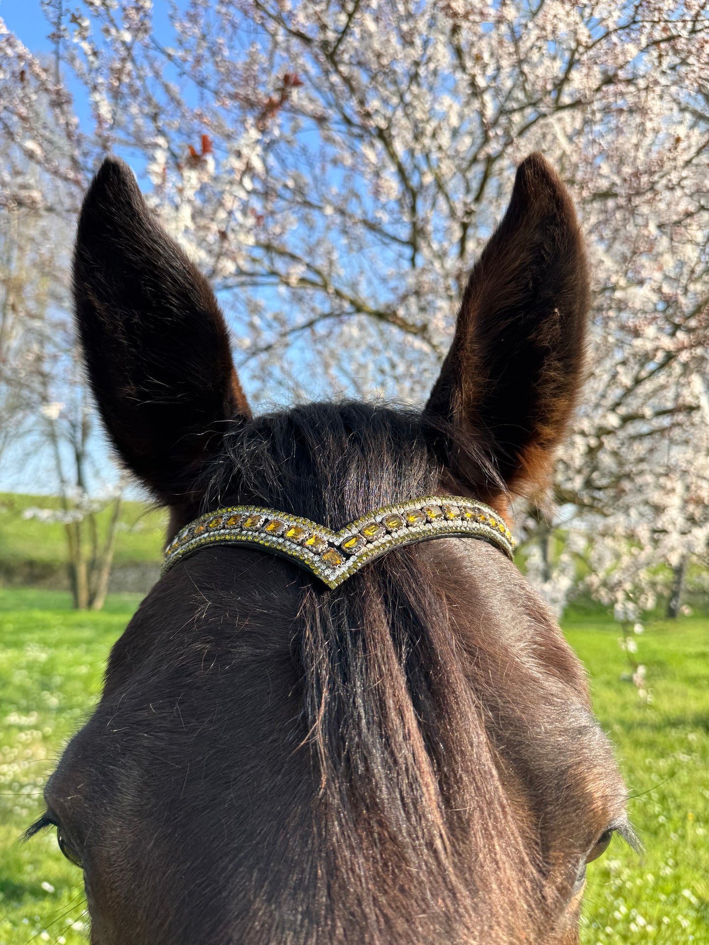 Blush Diamond browband - Yellow