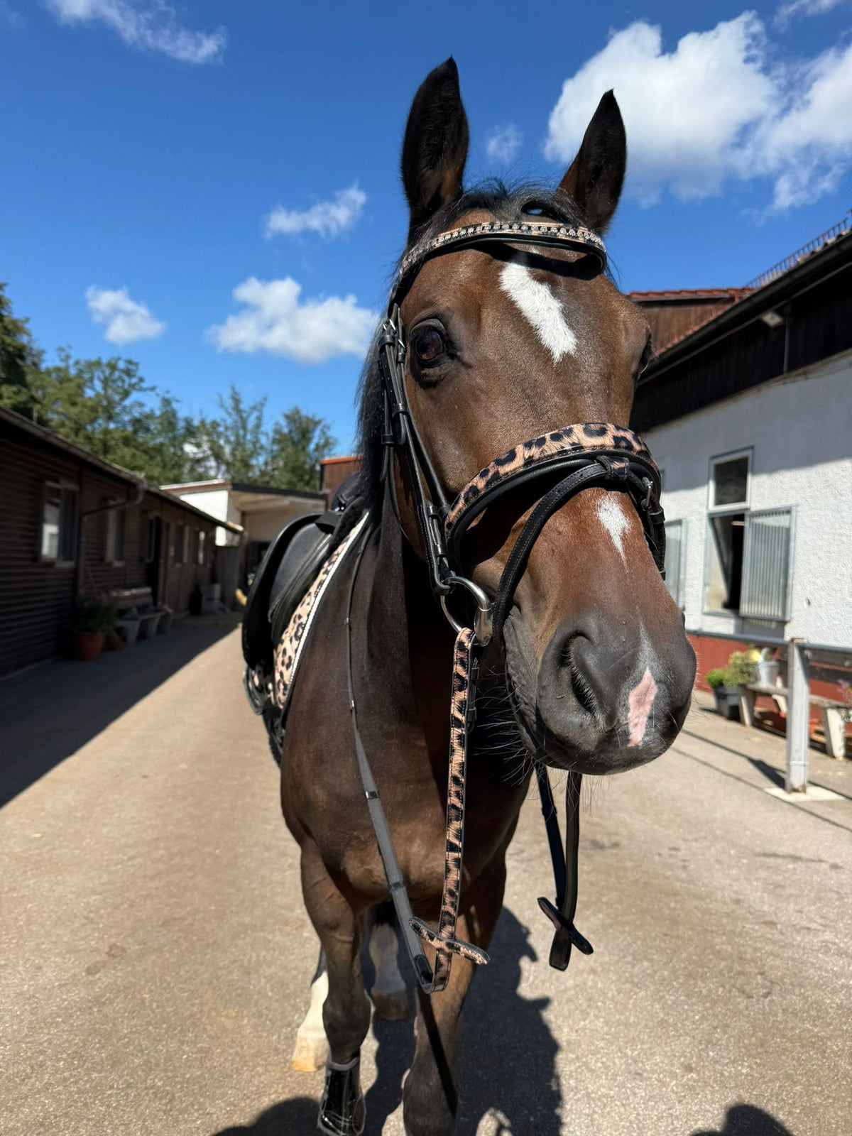 Bridle with reins leopard brown