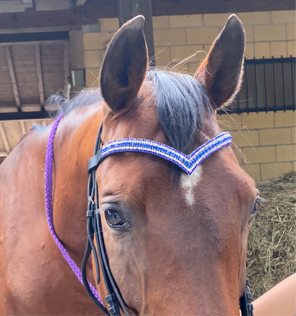Frontalino Blue Majesty 💙