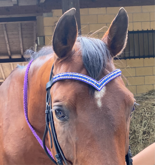 Frontalino Blue Majesty 💙