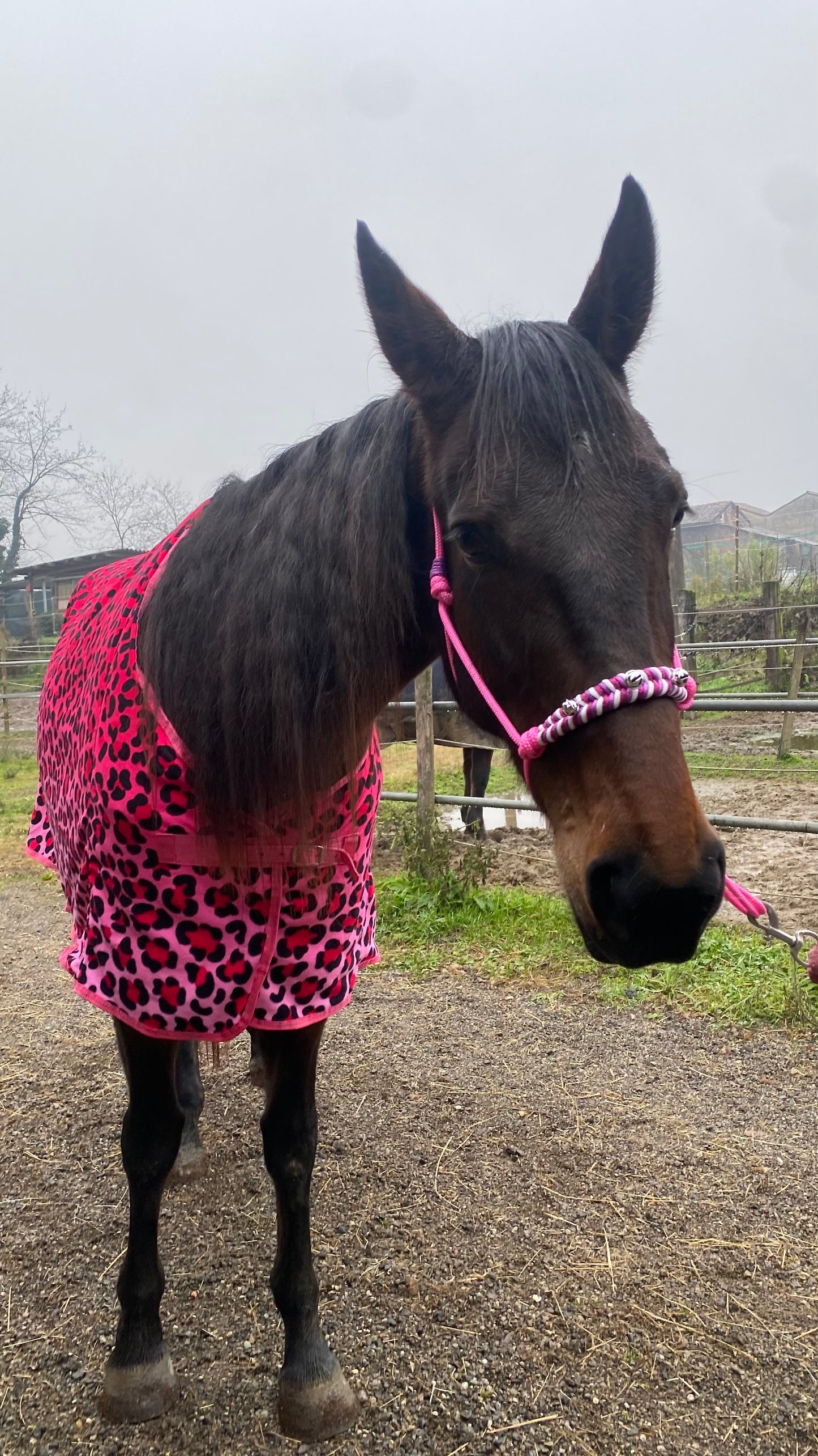 Fleece blanket leopard fucshia