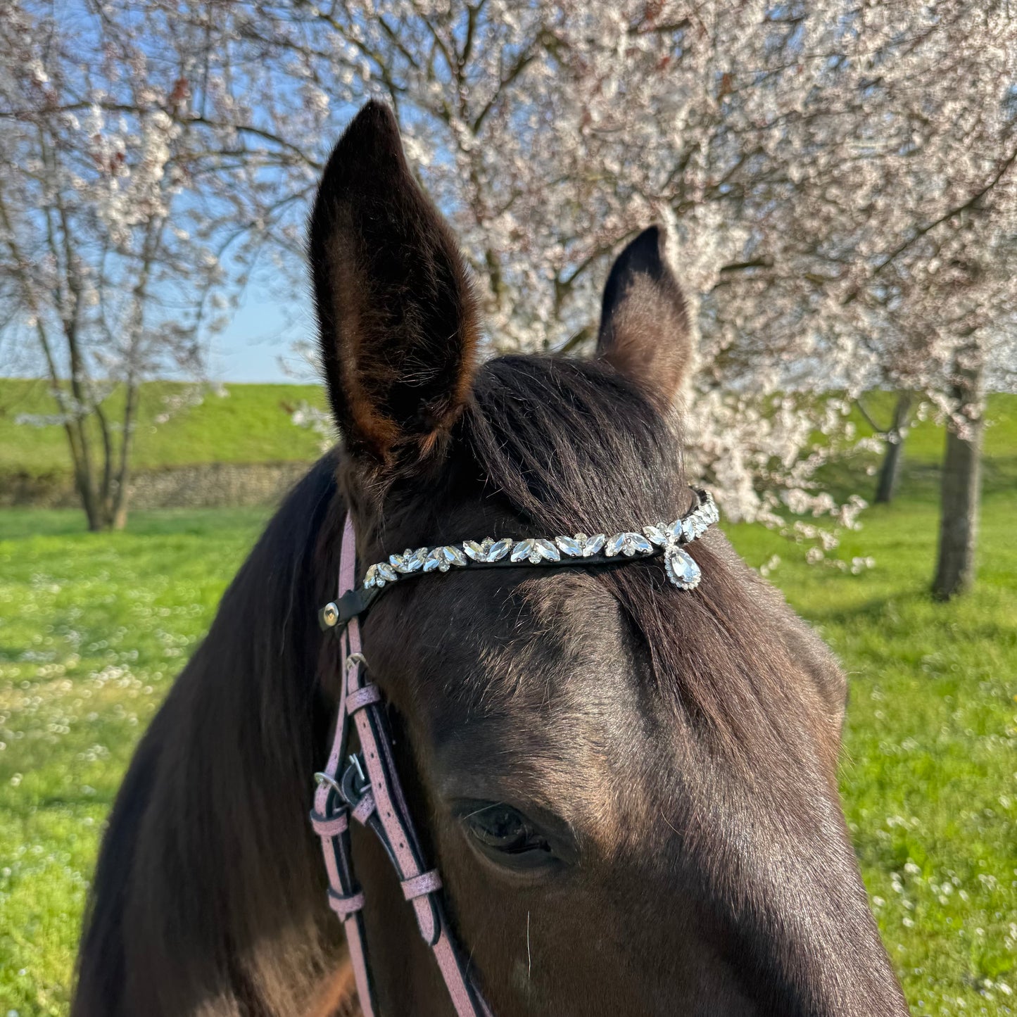 Browband silver
