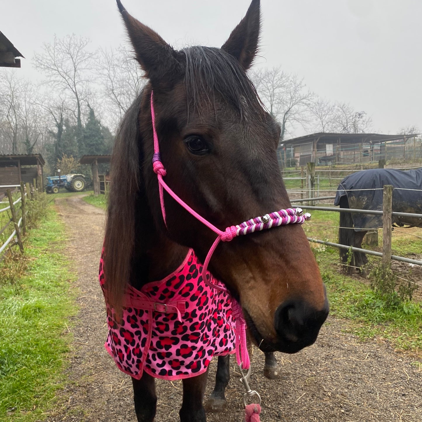 Fleece blanket leopard fucshia