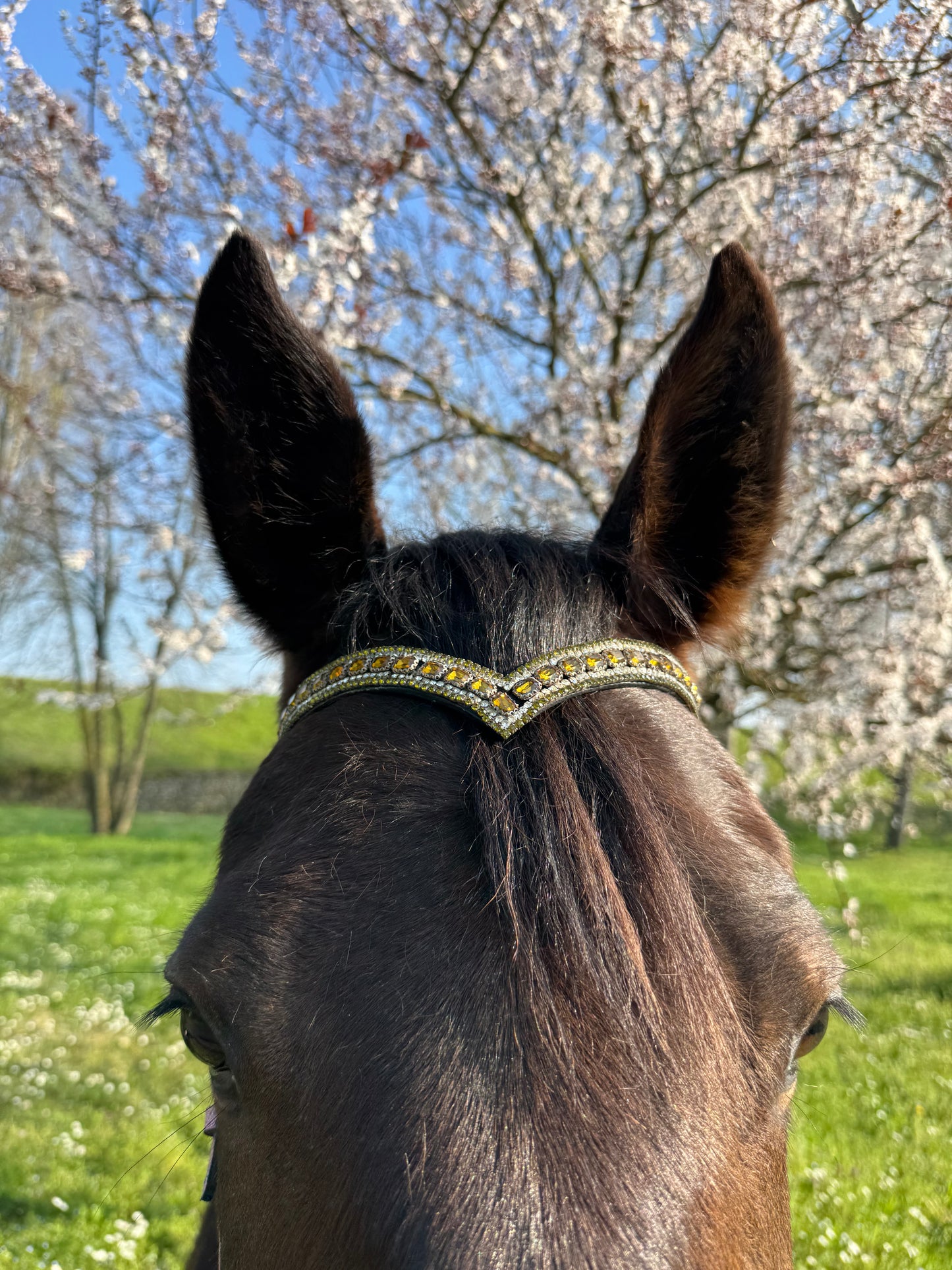 Blush Diamond browband - Yellow