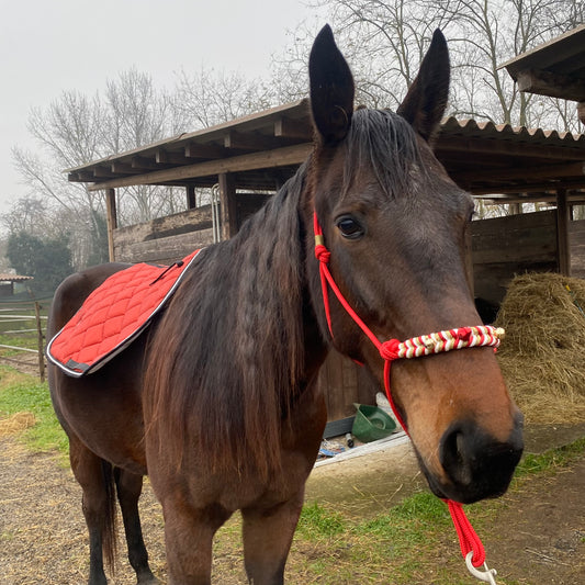 Cavezza rossa in corda natalizia
