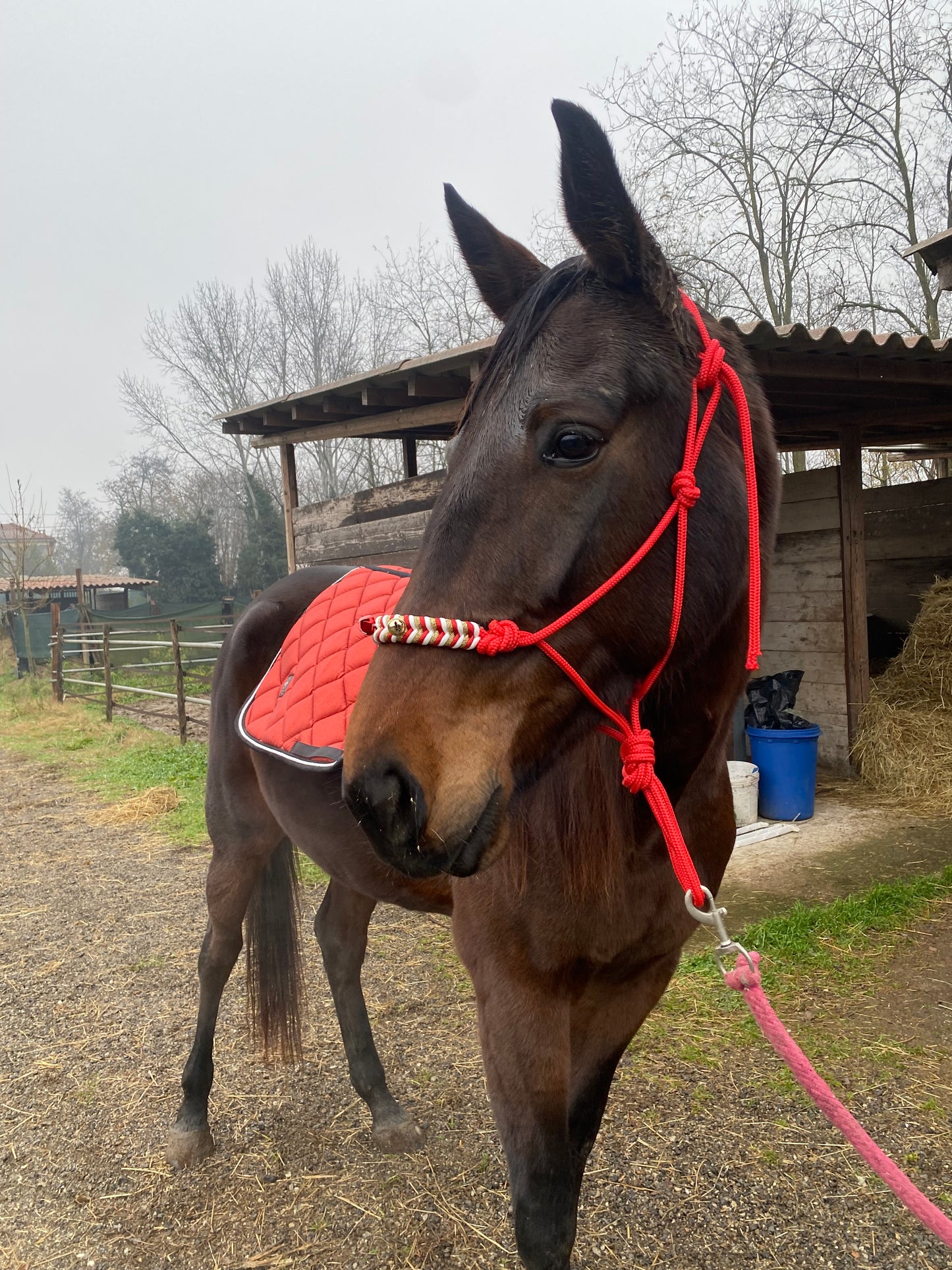 Cavezza rossa in corda natalizia