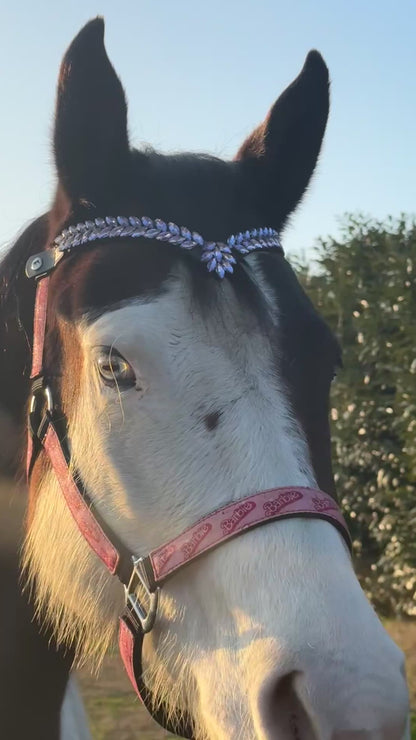 Frontalino Royal Violet